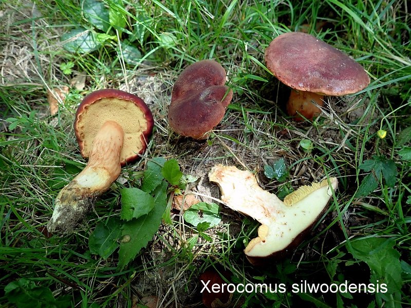 Xerocomus silwoodensis-amf2167-2.jpg - Xerocomus silwoodensis